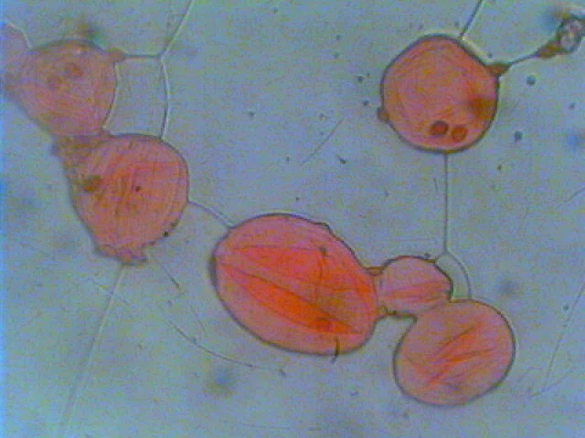 Due giorni di raccolta in 20 foto